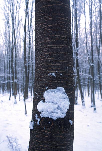 Foto 2 Serie Schnee Januar 2005