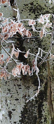 Galeriebild