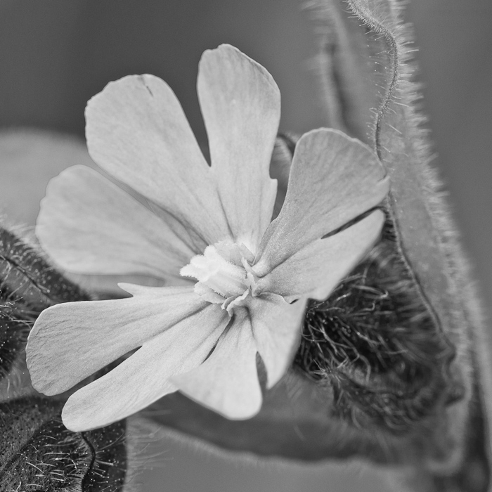 Galeriebild