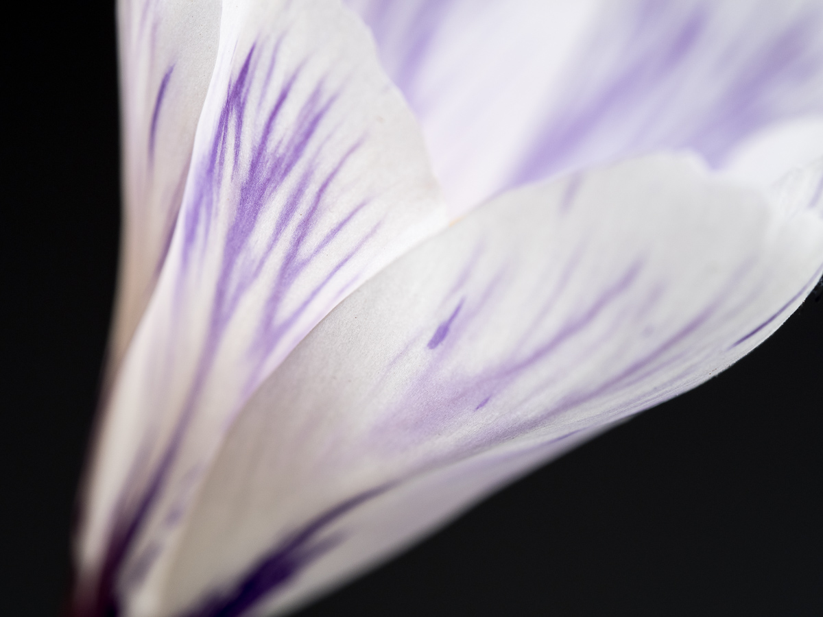 Galeriebild