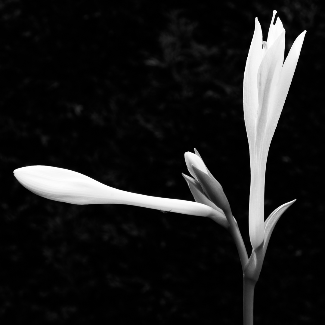 Galeriebild