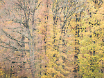 Bild anschauen
