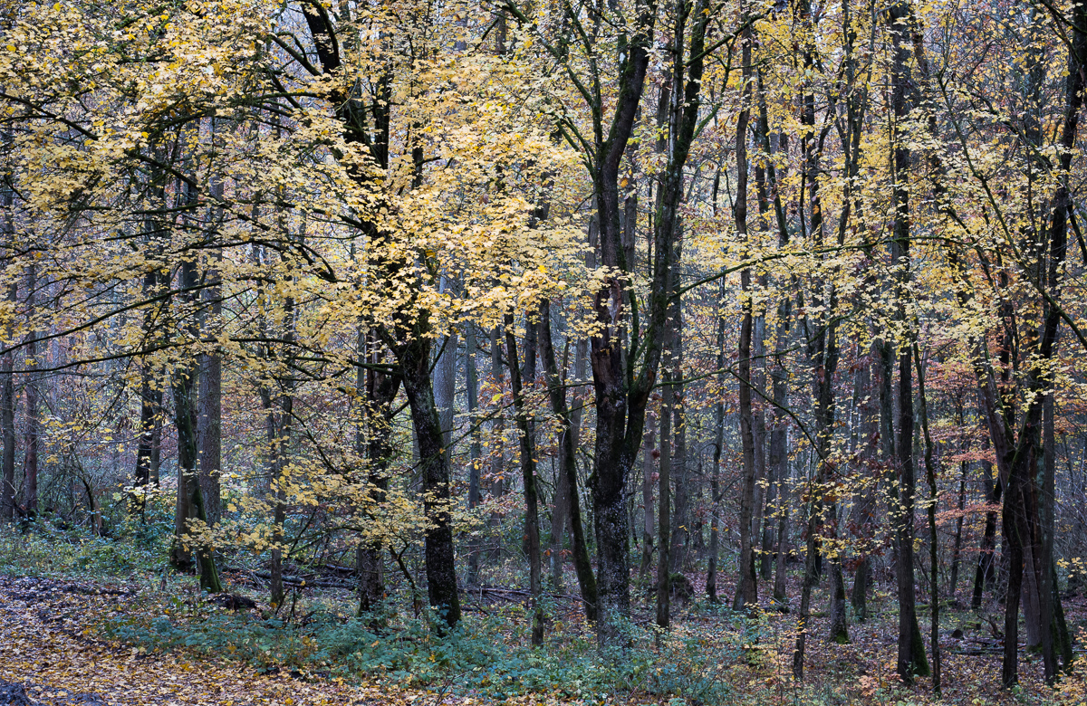 Galeriebild