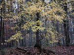 Bild anschauen