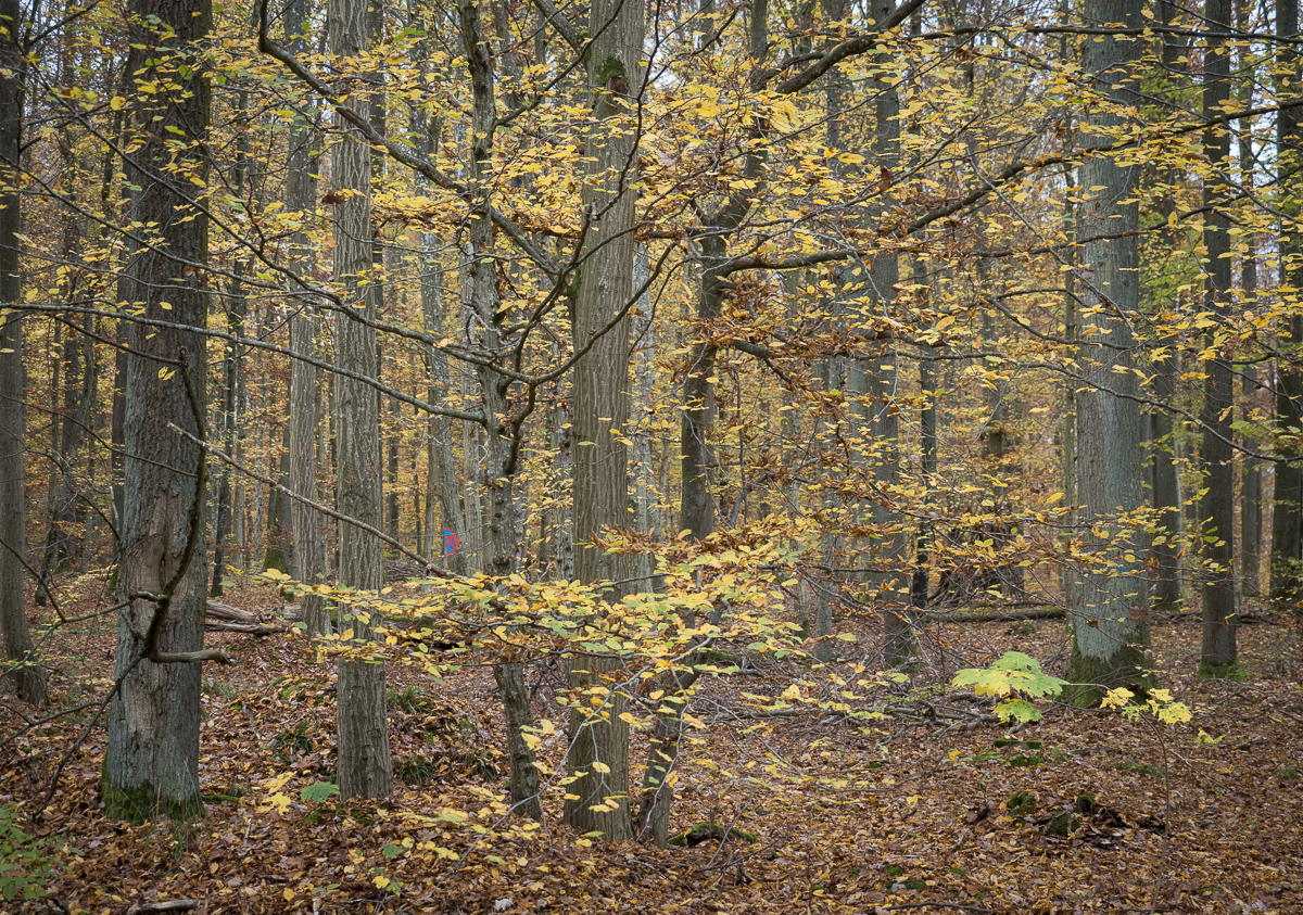 Galeriebild