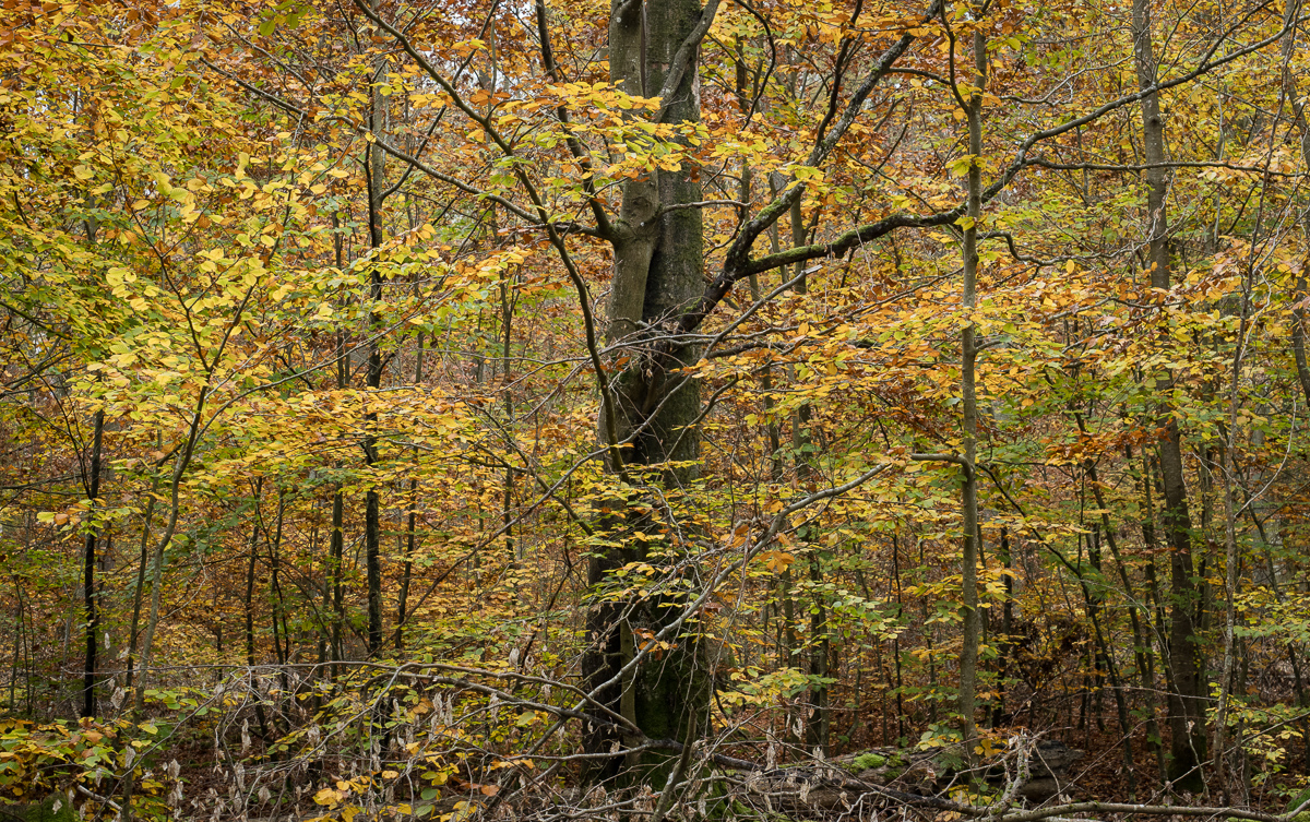 Galeriebild