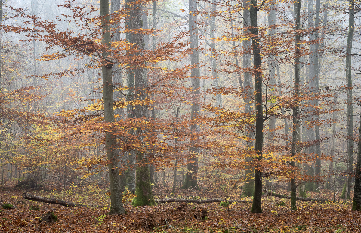 Galeriebild