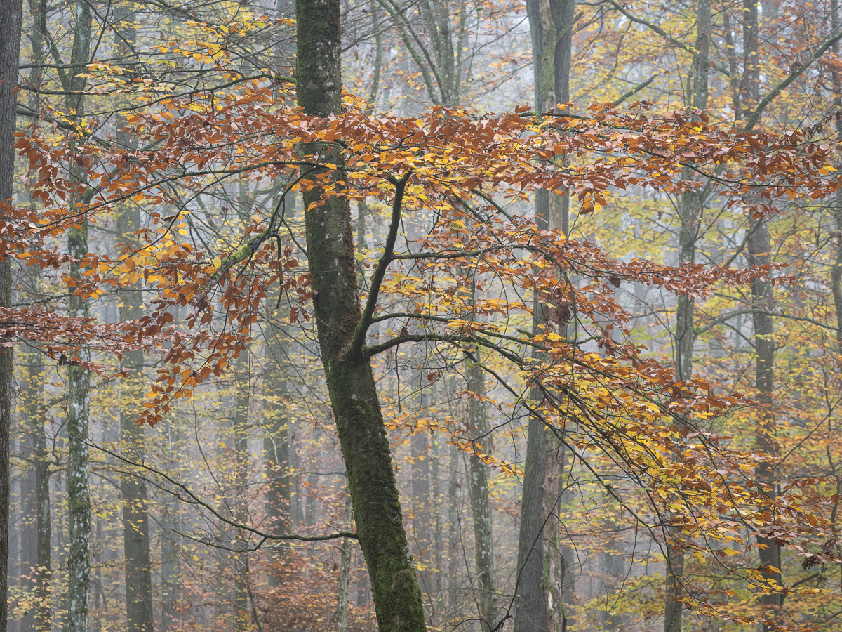 Galeriebild