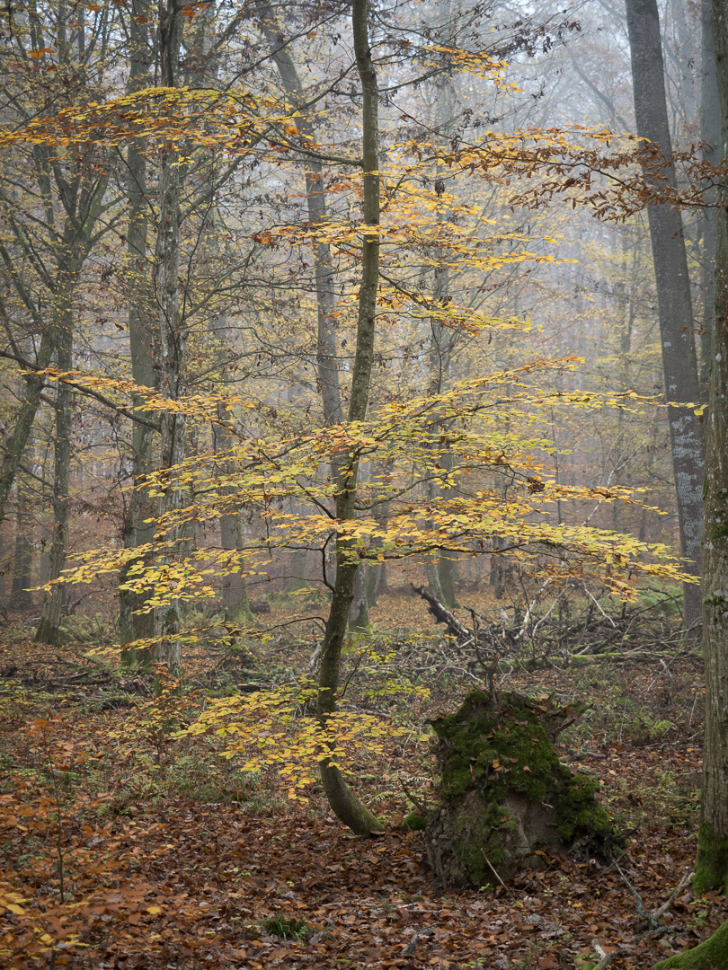 Galeriebild