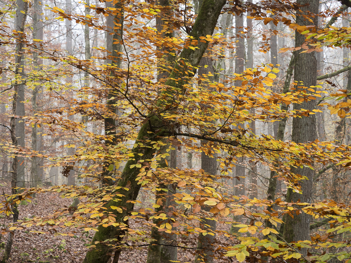 Galeriebild