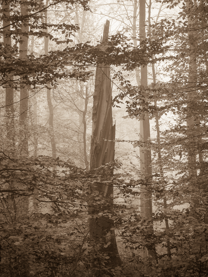 Galeriebild