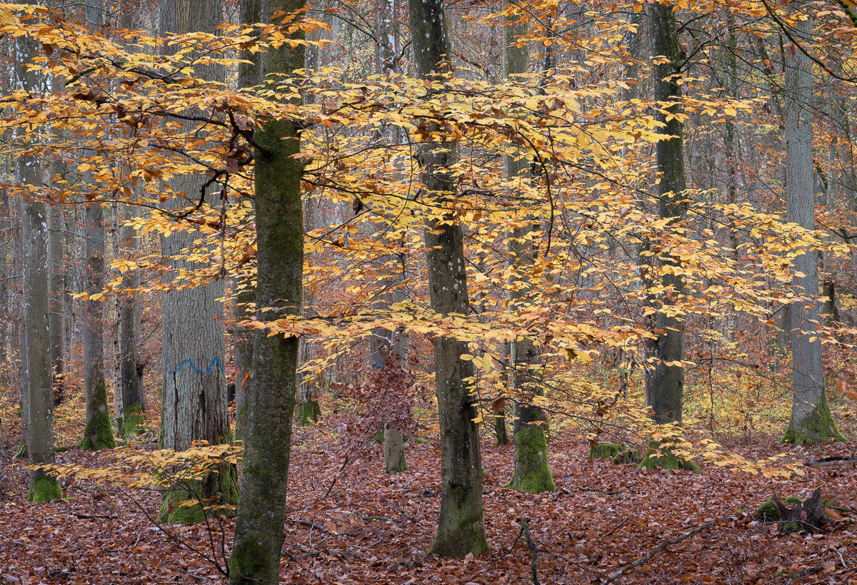 Galeriebild