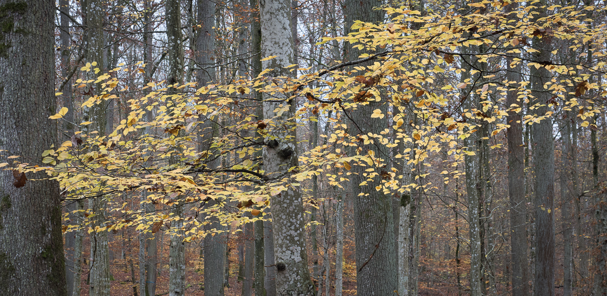 Galeriebild