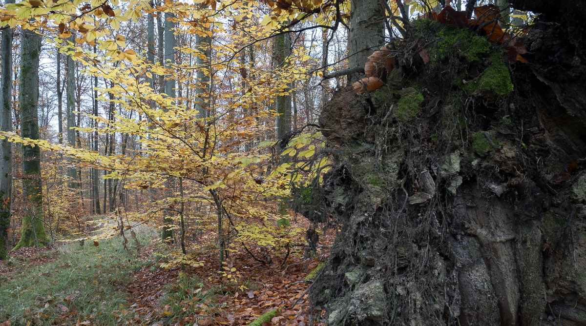 Galeriebild