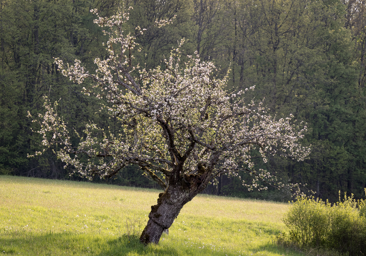 Galeriebild
