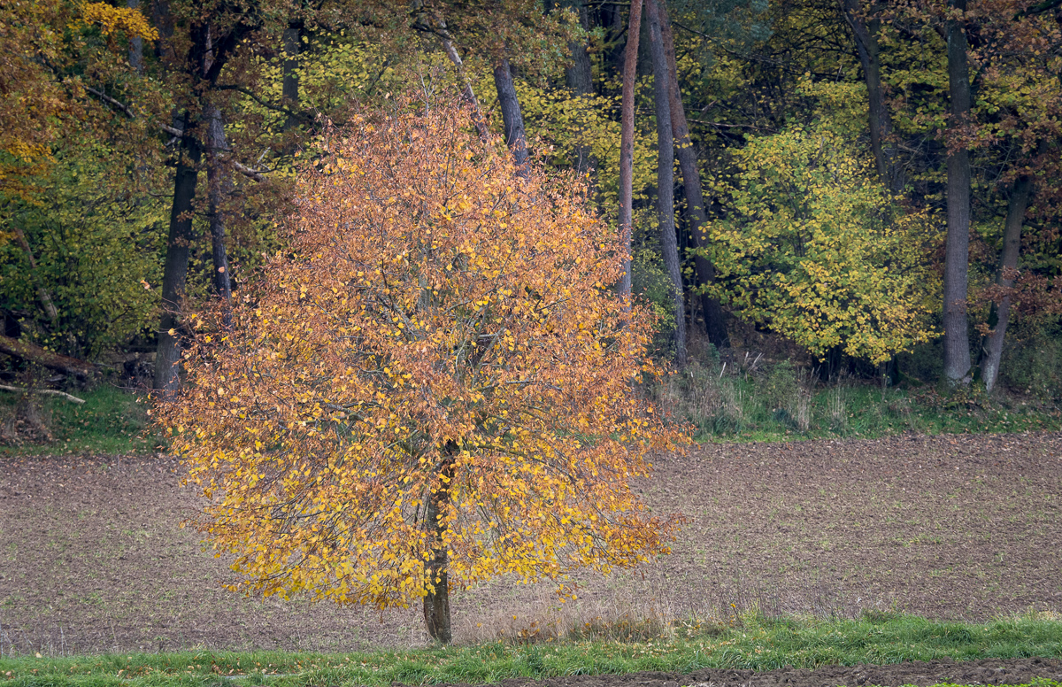 Galeriebild
