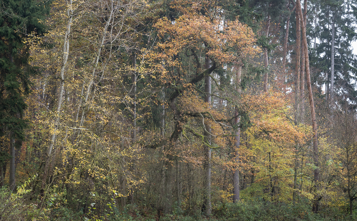 Galeriebild