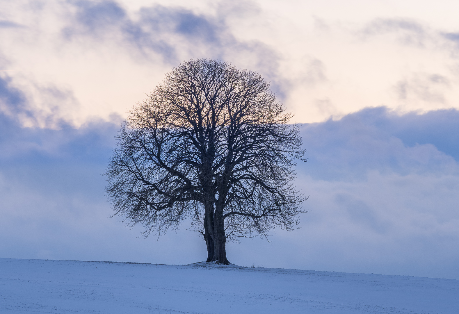 Galeriebild