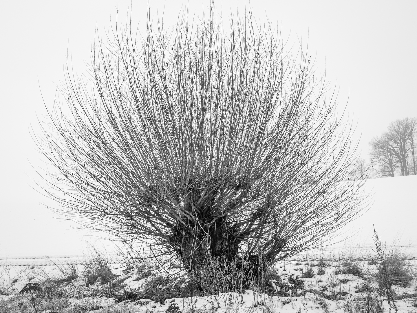 Galeriebild